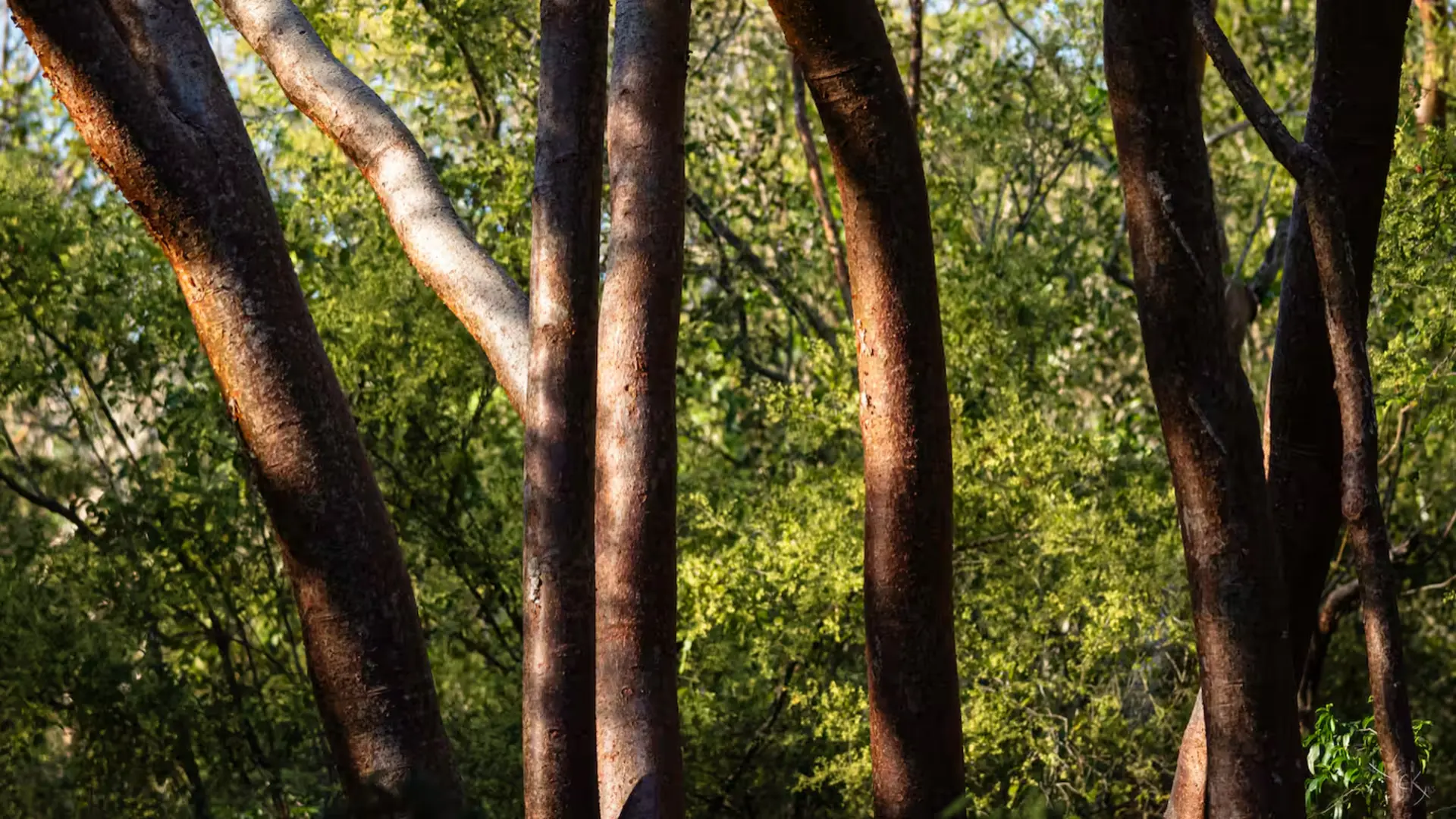 Árboles de corteza rojiza en la selva alta yucateca