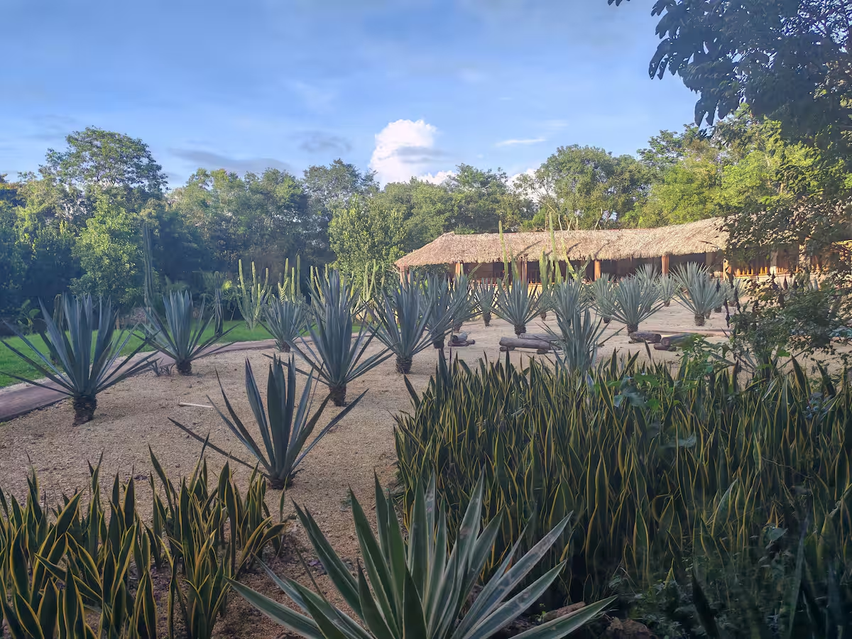 Jardín de agaves y palma con la palapa de Casa Wayil al fondo